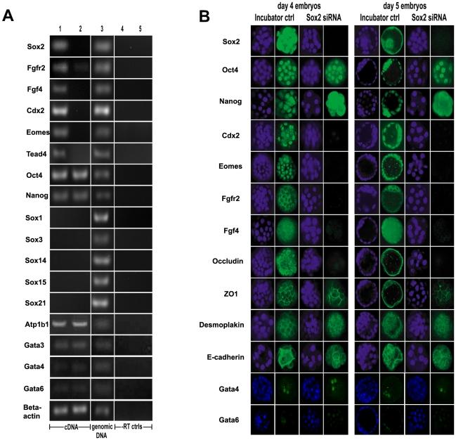 https://cdn.ncbi.nlm.nih.gov/pmc/blobs/e9b1/2980489/88d05c67aa59/pone.0013952.g004.jpg