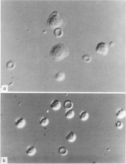 https://cdn.ncbi.nlm.nih.gov/pmc/blobs/e9b3/1458305/3d31887e30f0/immunology00249-0127-a.jpg