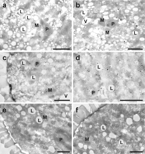 https://cdn.ncbi.nlm.nih.gov/pmc/blobs/e9b3/3078877/b1fb32d7dc39/1471-2229-11-54-6.jpg