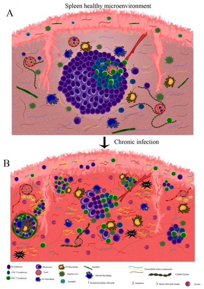 https://cdn.ncbi.nlm.nih.gov/pmc/blobs/e9b7/7140664/902cc22903a3/cells-09-00725-g003.jpg