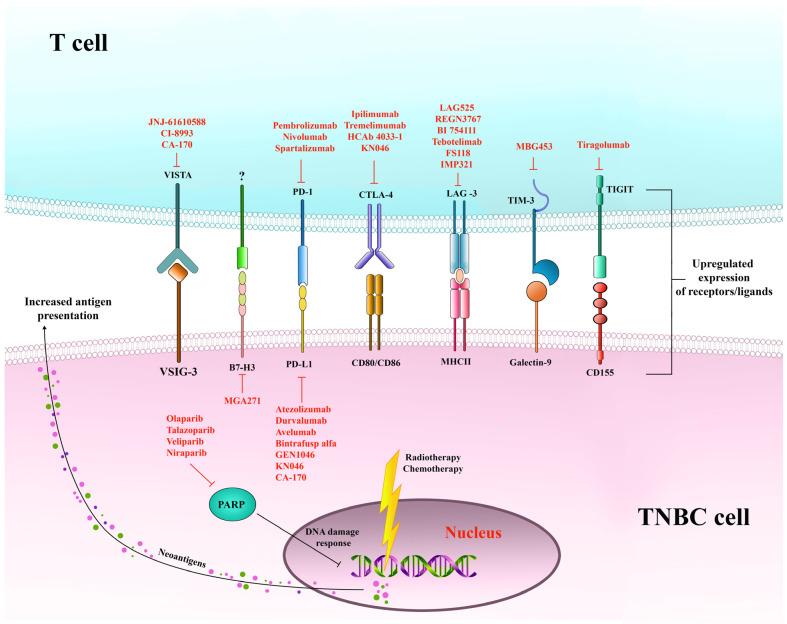 https://cdn.ncbi.nlm.nih.gov/pmc/blobs/e9bd/11855393/04ea0c0d4c64/ijms-26-01396-g005.jpg