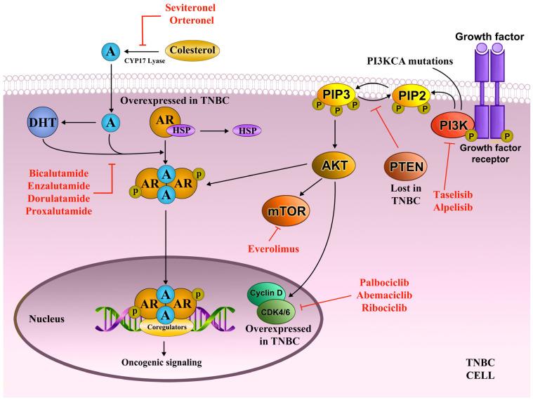 https://cdn.ncbi.nlm.nih.gov/pmc/blobs/e9bd/11855393/aa6003cd43fd/ijms-26-01396-g002.jpg