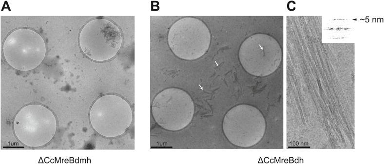 https://cdn.ncbi.nlm.nih.gov/pmc/blobs/e9bd/4051119/48c3ae0eaae6/elife02634fs004.jpg