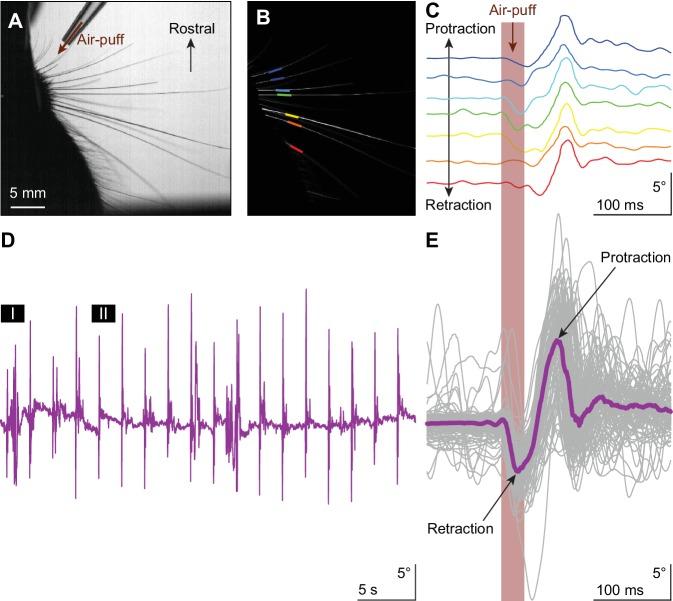 https://cdn.ncbi.nlm.nih.gov/pmc/blobs/e9c1/6326726/89605e418c40/elife-38852-fig1.jpg