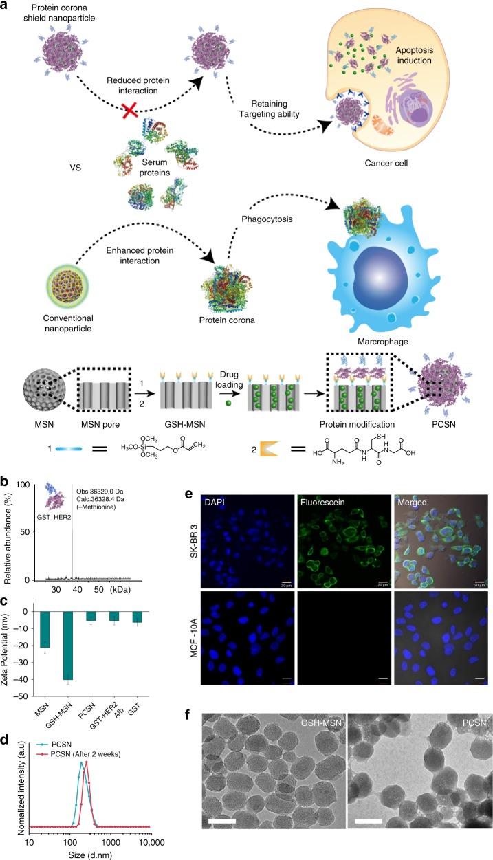 https://cdn.ncbi.nlm.nih.gov/pmc/blobs/e9c2/6208370/5912da316105/41467_2018_6979_Fig1_HTML.jpg