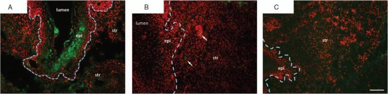 https://cdn.ncbi.nlm.nih.gov/pmc/blobs/e9c7/5636056/655f550f730d/menop-24-838-g006.jpg