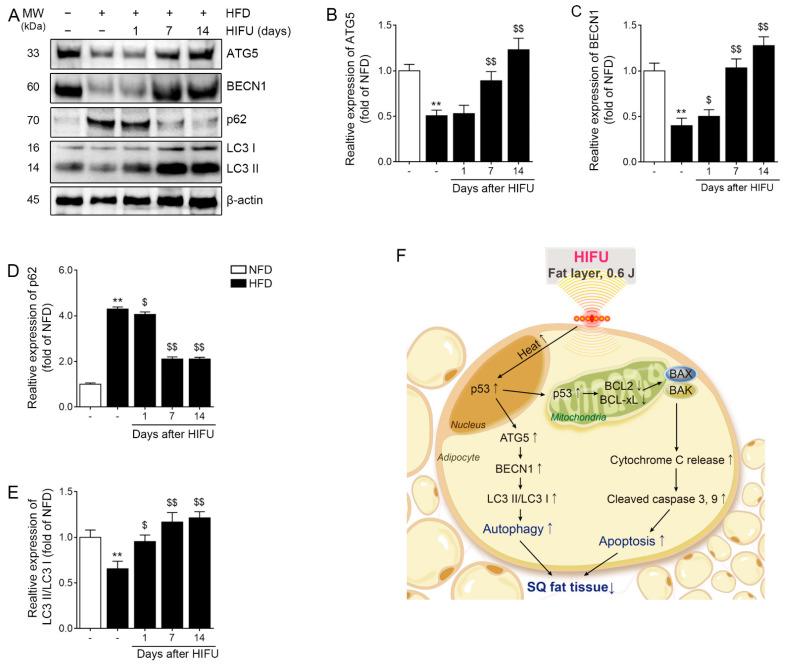https://cdn.ncbi.nlm.nih.gov/pmc/blobs/e9c7/9953651/c2a5731d3918/biomolecules-13-00392-g005.jpg