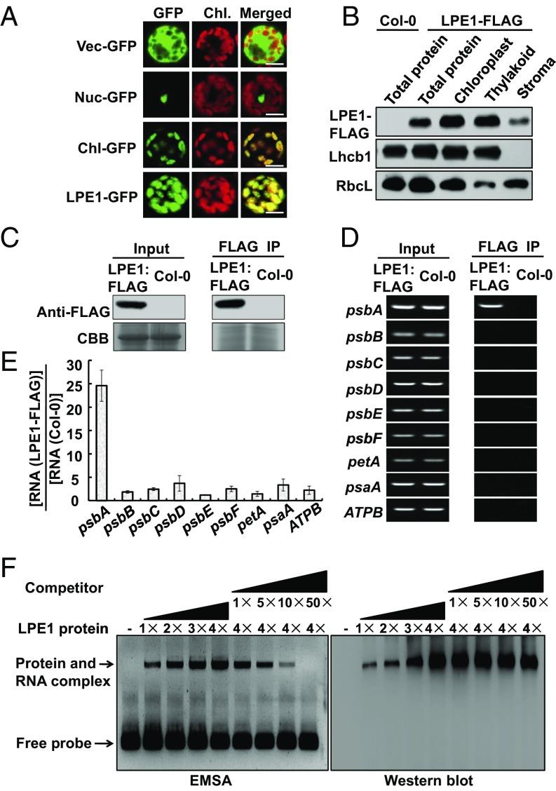 https://cdn.ncbi.nlm.nih.gov/pmc/blobs/e9c8/6042084/1e005b9a72b4/pnas.1807364115fig03.jpg