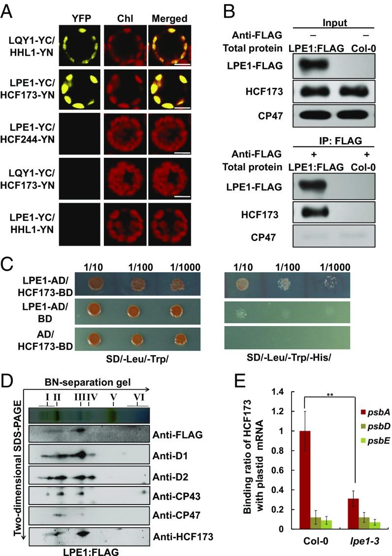https://cdn.ncbi.nlm.nih.gov/pmc/blobs/e9c8/6042084/4190867dfd4b/pnas.1807364115fig05.jpg