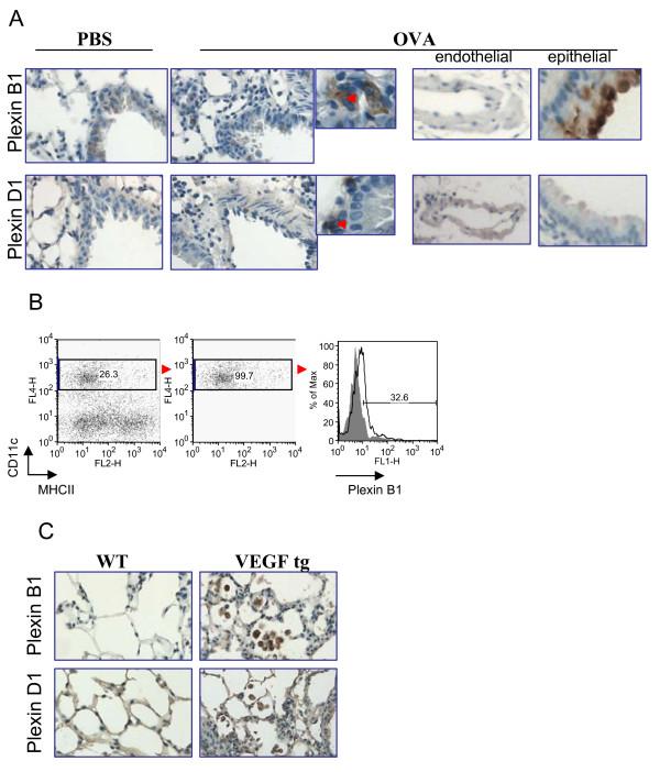 https://cdn.ncbi.nlm.nih.gov/pmc/blobs/e9cb/3118960/02664a84b278/1471-2172-12-30-6.jpg