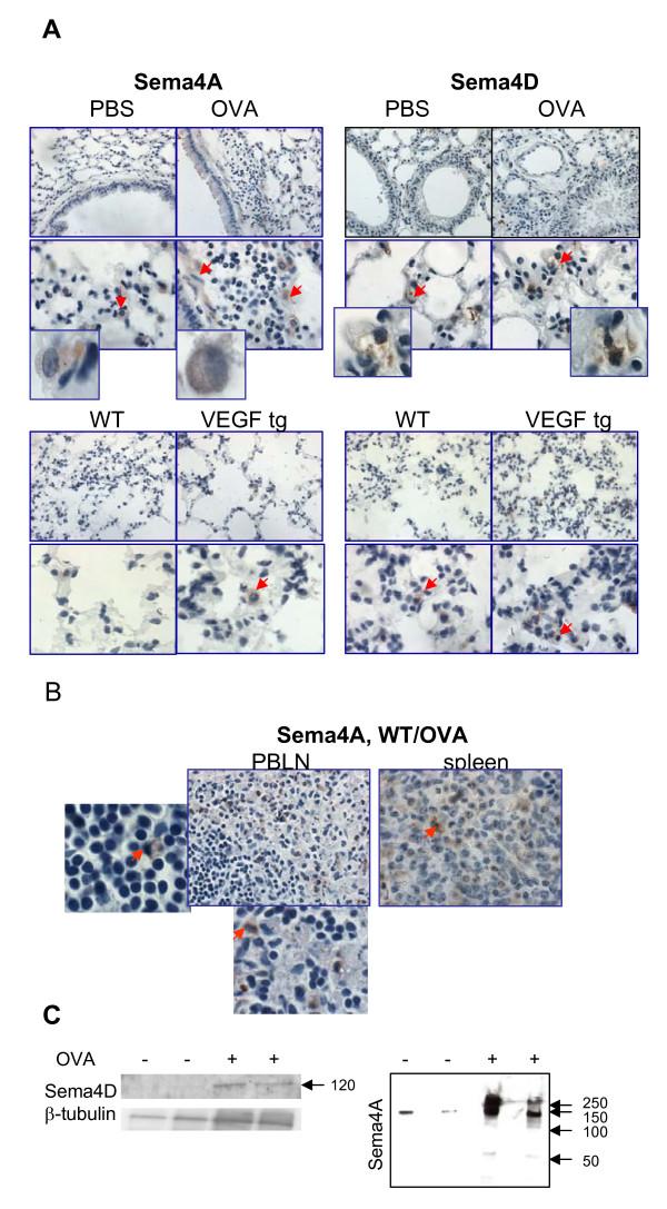 https://cdn.ncbi.nlm.nih.gov/pmc/blobs/e9cb/3118960/5fc4816a49e6/1471-2172-12-30-2.jpg