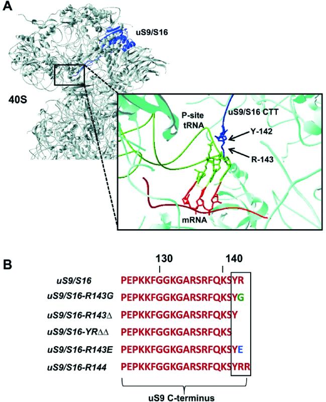 https://cdn.ncbi.nlm.nih.gov/pmc/blobs/e9d1/6344880/590176b4d746/gky1180fig1.jpg