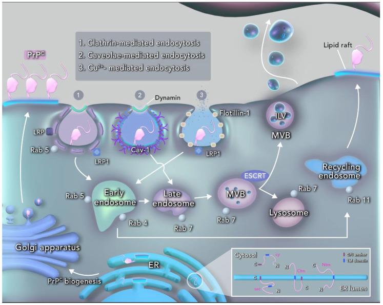 https://cdn.ncbi.nlm.nih.gov/pmc/blobs/e9d1/7589859/9080a22afa83/ijms-21-07763-g001.jpg