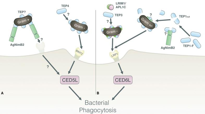 https://cdn.ncbi.nlm.nih.gov/pmc/blobs/e9d7/4073527/2f46a1e53c1e/pgh-107-08-463-f05.jpg