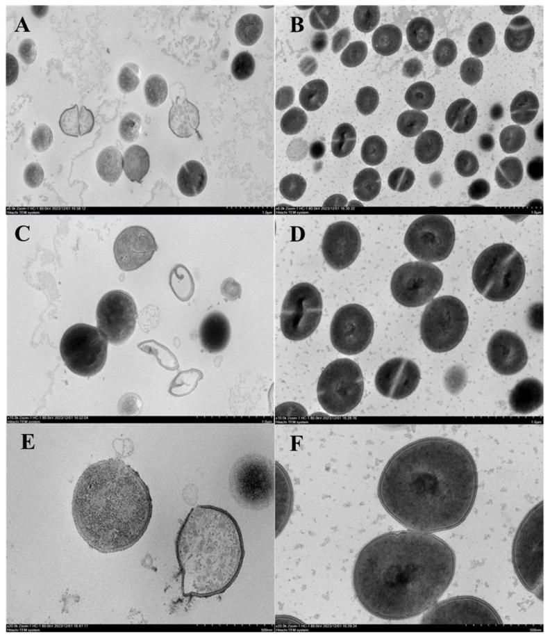 https://cdn.ncbi.nlm.nih.gov/pmc/blobs/e9d8/11943950/396016066b21/marinedrugs-23-00095-g010.jpg