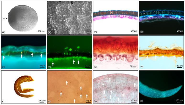 https://cdn.ncbi.nlm.nih.gov/pmc/blobs/e9dd/11243287/8c1a21296cb8/molecules-29-02965-g001.jpg