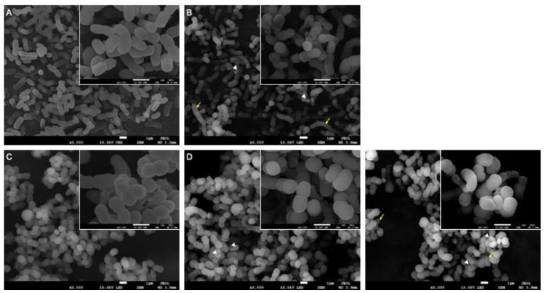 https://cdn.ncbi.nlm.nih.gov/pmc/blobs/e9e0/11356899/57ef5075cc18/microorganisms-12-01644-g001.jpg