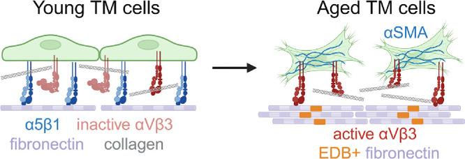 https://cdn.ncbi.nlm.nih.gov/pmc/blobs/e9e1/12161370/9699d7dc64c8/iovs-66-6-31-f008.jpg