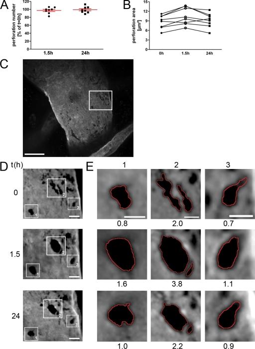 https://cdn.ncbi.nlm.nih.gov/pmc/blobs/e9e2/2806476/49a8b0d5428e/JEM_20091739_RGB_Fig5.jpg