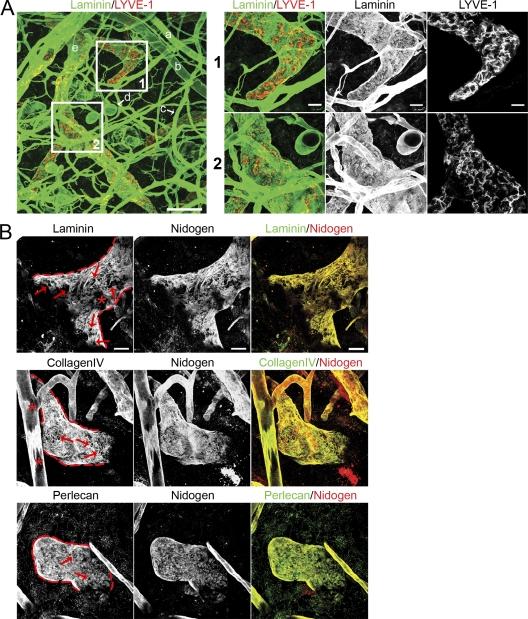 https://cdn.ncbi.nlm.nih.gov/pmc/blobs/e9e2/2806476/d6f25528edfc/JEM_20091739_RGB_Fig2.jpg