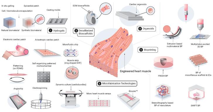 https://cdn.ncbi.nlm.nih.gov/pmc/blobs/e9e2/8998628/c1392599785c/ijms-23-03482-g001.jpg