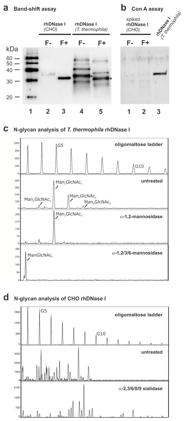 https://cdn.ncbi.nlm.nih.gov/pmc/blobs/e9e4/1431531/c05603e5d756/1472-6750-6-19-3.jpg