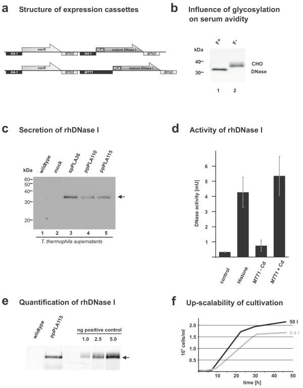 https://cdn.ncbi.nlm.nih.gov/pmc/blobs/e9e4/1431531/c6c7815d8c0d/1472-6750-6-19-2.jpg