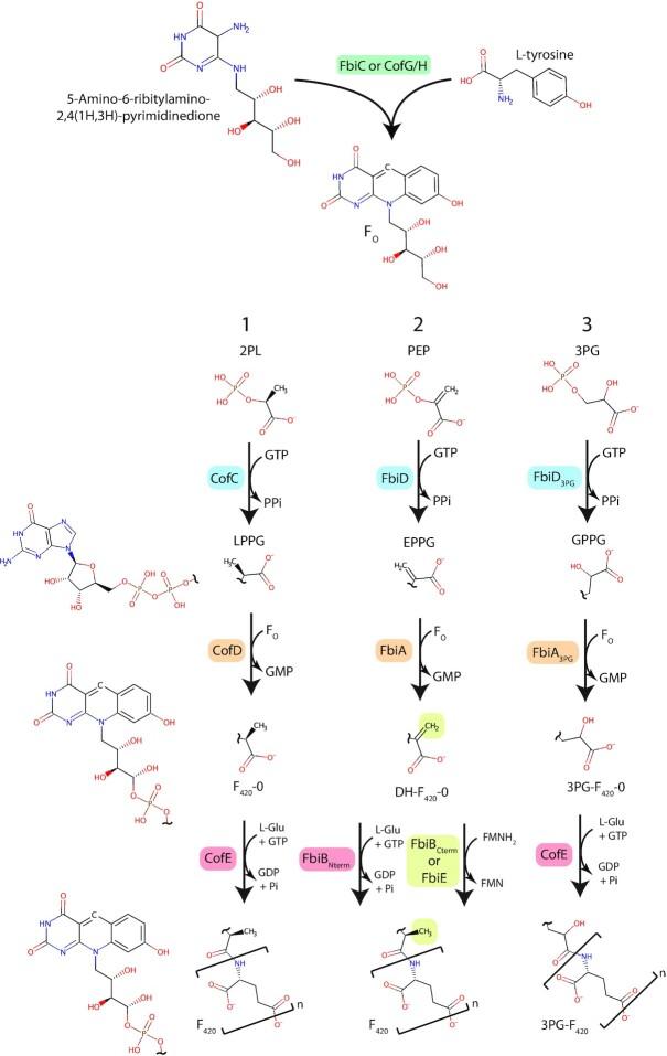 https://cdn.ncbi.nlm.nih.gov/pmc/blobs/e9e7/8498797/e8a716f1eef9/fuab021fig9.jpg