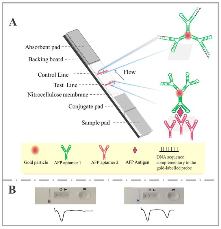 https://cdn.ncbi.nlm.nih.gov/pmc/blobs/e9eb/11820797/b4bb1d108940/molecules-30-00484-g001.jpg