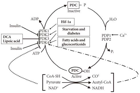 https://cdn.ncbi.nlm.nih.gov/pmc/blobs/e9ec/2972486/977adf8bbb5b/kdj-34-274-g001.jpg