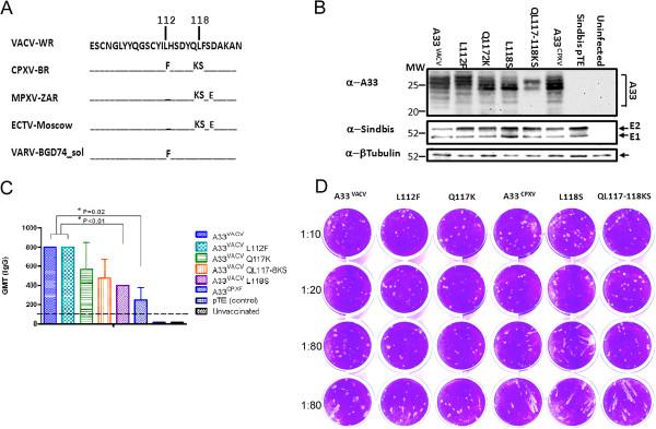 https://cdn.ncbi.nlm.nih.gov/pmc/blobs/e9ed/3722049/58f25627c8a8/1743-422X-10-229-6.jpg