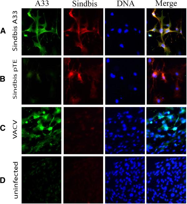 https://cdn.ncbi.nlm.nih.gov/pmc/blobs/e9ed/3722049/ce066bfa2026/1743-422X-10-229-2.jpg