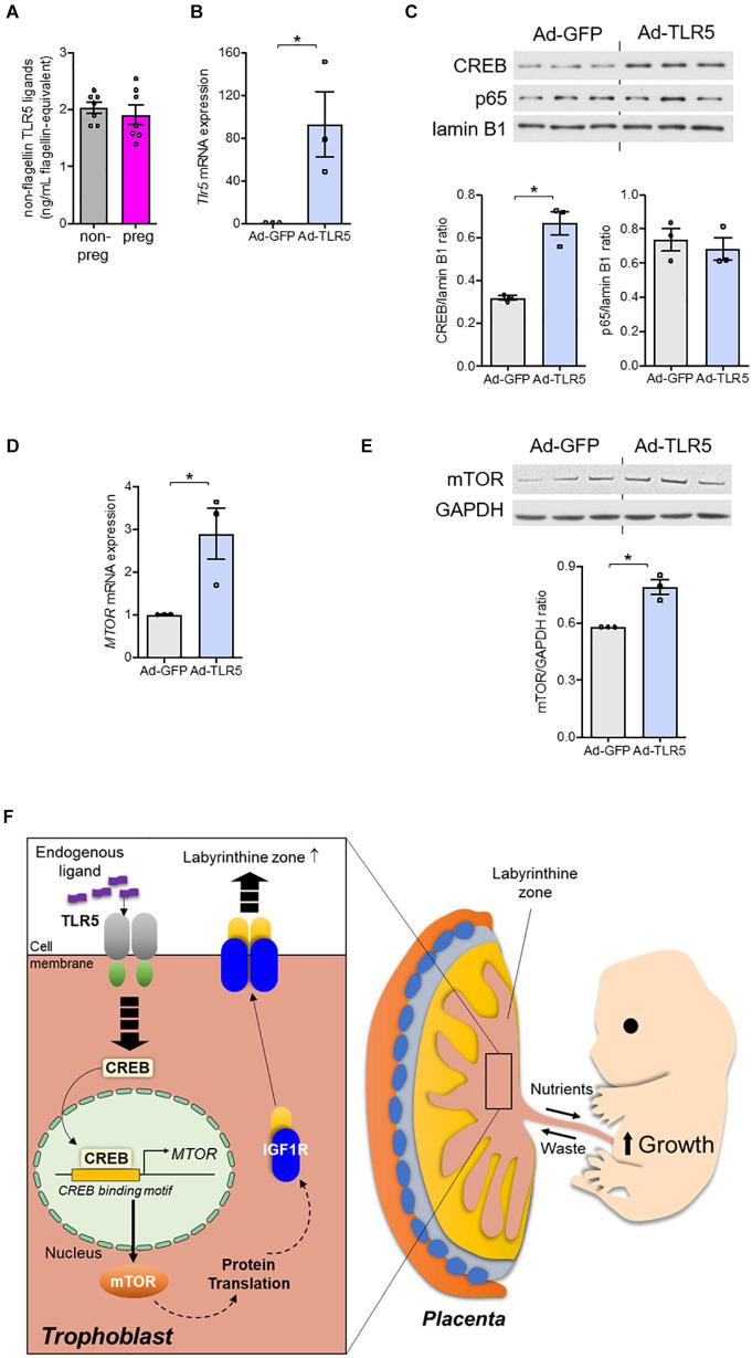 https://cdn.ncbi.nlm.nih.gov/pmc/blobs/e9ed/8356041/834ba6a9f7fe/fcell-09-711253-g005.jpg
