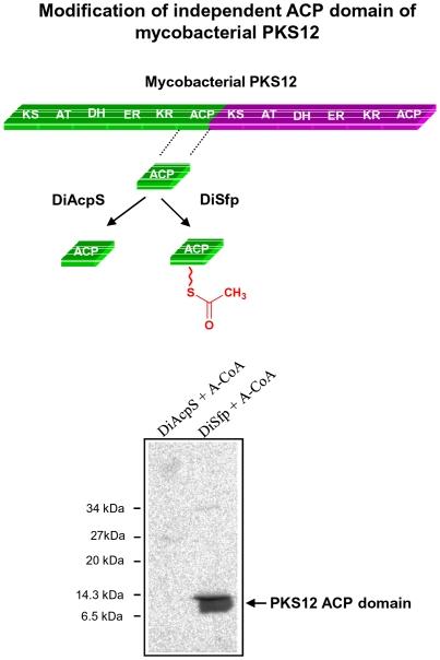 https://cdn.ncbi.nlm.nih.gov/pmc/blobs/e9f0/3171403/8a4f108d33cd/pone.0024262.g006.jpg