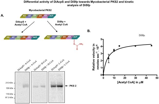 https://cdn.ncbi.nlm.nih.gov/pmc/blobs/e9f0/3171403/9cb7d8fef559/pone.0024262.g003.jpg