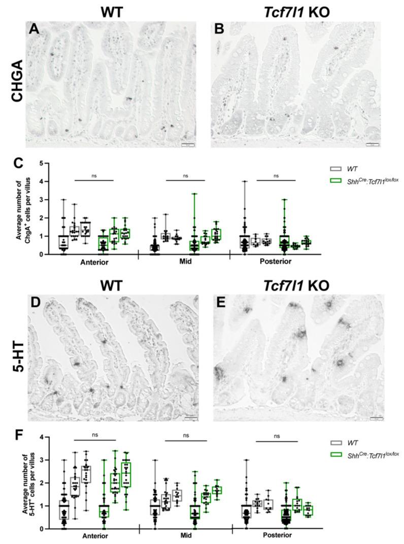 https://cdn.ncbi.nlm.nih.gov/pmc/blobs/e9f2/10253002/91bd8b63f4b0/cells-12-01452-g003.jpg