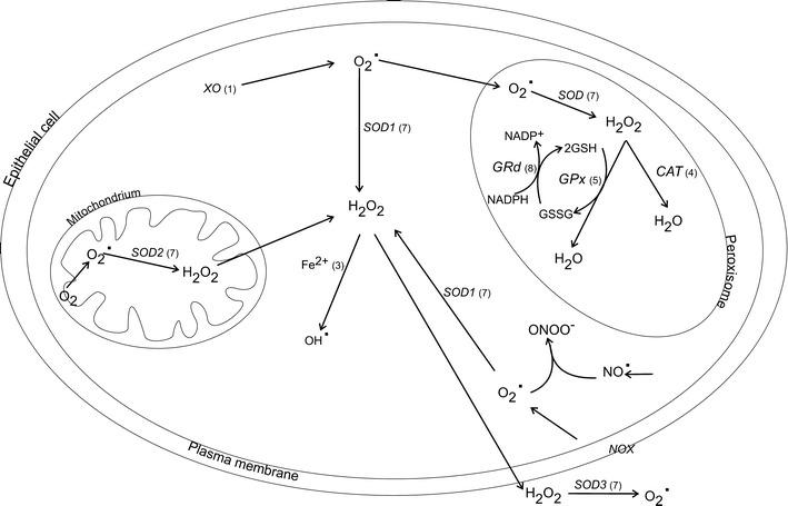 https://cdn.ncbi.nlm.nih.gov/pmc/blobs/e9f6/4065336/6ca1e20f7663/210_2014_985_Fig1_HTML.jpg