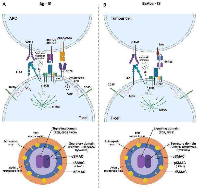 https://cdn.ncbi.nlm.nih.gov/pmc/blobs/e9fd/9863865/ad9bfe1ca3b9/pharmaceutics-15-00132-g001.jpg