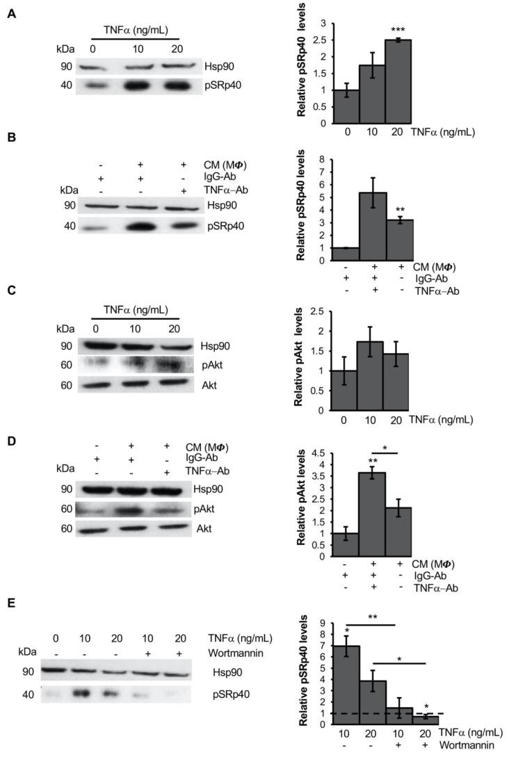 https://cdn.ncbi.nlm.nih.gov/pmc/blobs/e9ff/8750445/4d8947b3a16d/cells-11-00042-g004.jpg