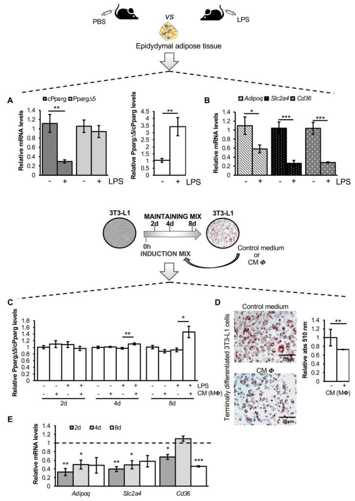 https://cdn.ncbi.nlm.nih.gov/pmc/blobs/e9ff/8750445/93f1d8e2f2ac/cells-11-00042-g001.jpg