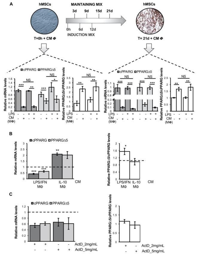 https://cdn.ncbi.nlm.nih.gov/pmc/blobs/e9ff/8750445/a4c19f63ebae/cells-11-00042-g002.jpg