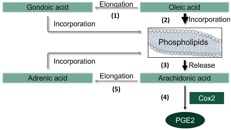 https://cdn.ncbi.nlm.nih.gov/pmc/blobs/ea00/8703532/68cc9fe93fa3/nutrients-13-04437-g006.jpg