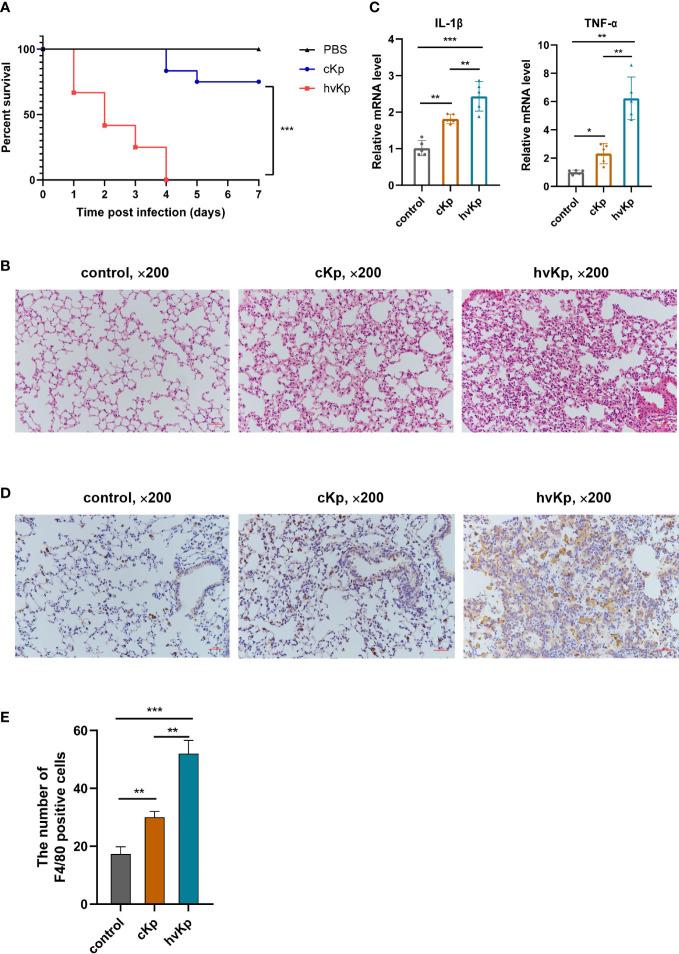 https://cdn.ncbi.nlm.nih.gov/pmc/blobs/ea0a/10200925/616f6c7beb03/fcimb-13-1165609-g004.jpg