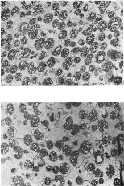 https://cdn.ncbi.nlm.nih.gov/pmc/blobs/ea10/1184966/d1627e3224de/biochemj00693-0143-a.jpg