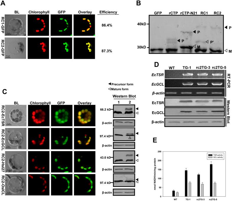 https://cdn.ncbi.nlm.nih.gov/pmc/blobs/ea10/5387683/19b15309c079/srep46231-f5.jpg
