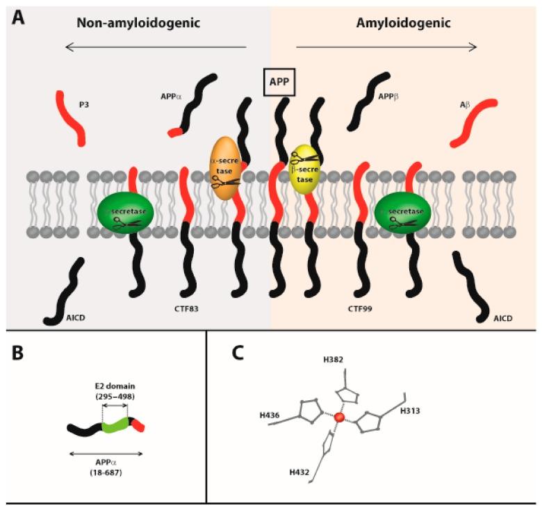 https://cdn.ncbi.nlm.nih.gov/pmc/blobs/ea14/6719959/d8a0f675c86f/ijms-20-03896-g002.jpg