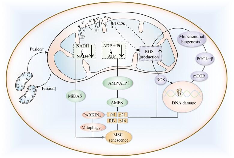 https://cdn.ncbi.nlm.nih.gov/pmc/blobs/ea1e/9052415/50316c091b41/szac004_fig2.jpg