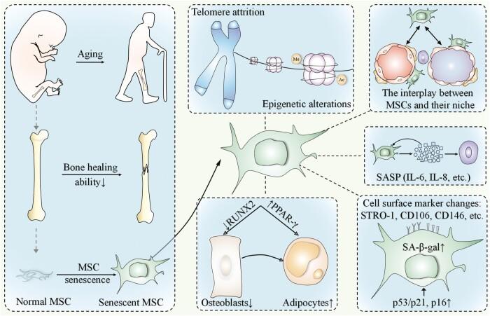 https://cdn.ncbi.nlm.nih.gov/pmc/blobs/ea1e/9052415/6f1f3ae1fa3f/szac004_fig4.jpg