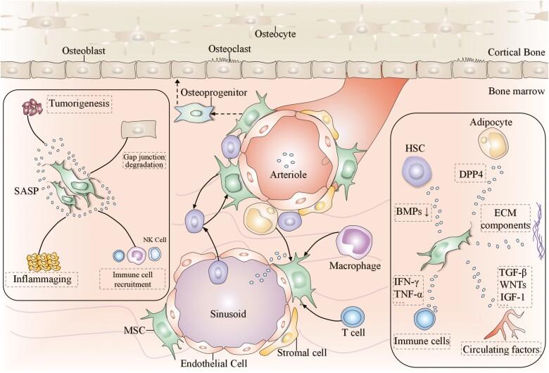 https://cdn.ncbi.nlm.nih.gov/pmc/blobs/ea1e/9052415/912424402142/szac004_fig3.jpg