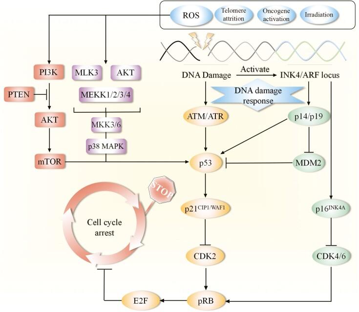 https://cdn.ncbi.nlm.nih.gov/pmc/blobs/ea1e/9052415/9b15ba33d585/szac004_fig1.jpg